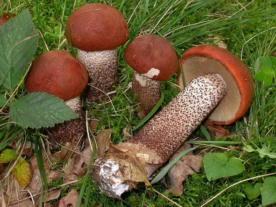 Грибні місця Київщина 2025: де шукати гриби під Києвом та збирати врожай