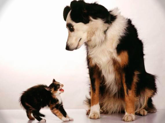 Чому деякі люди не люблять тварин: погляд науки