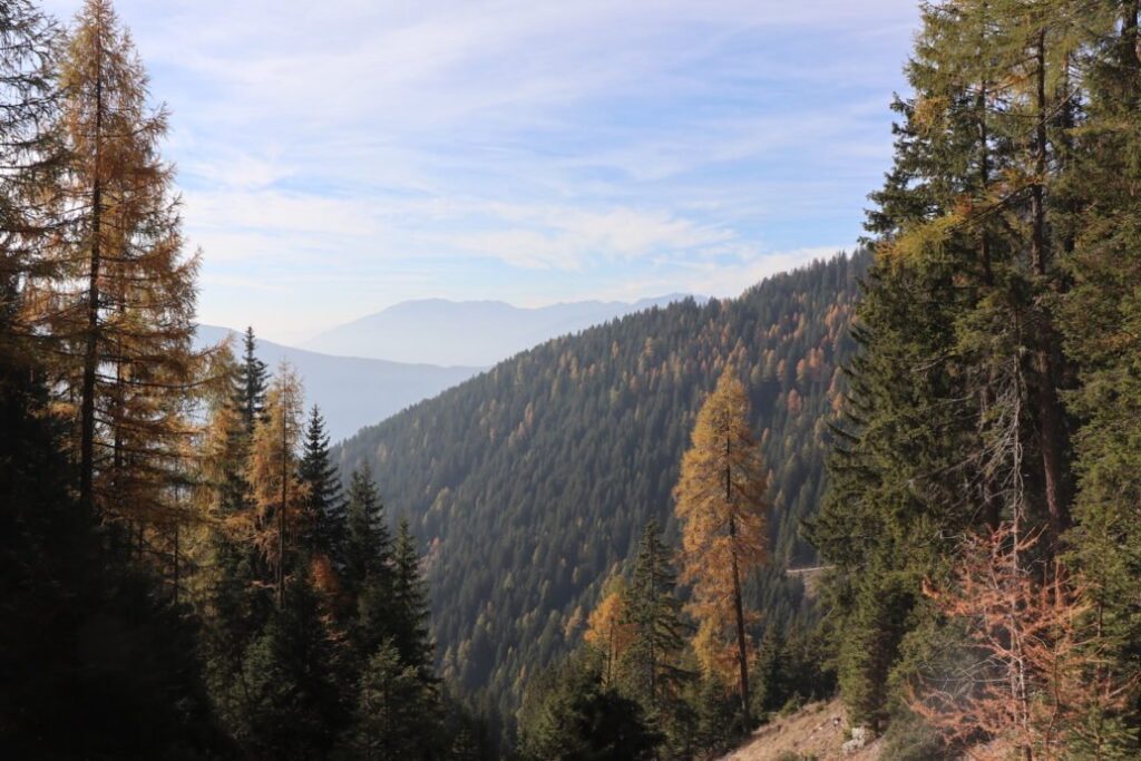 Карпати 2025 — грибні маршрути у гірських лісах